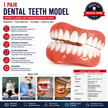1 Pair Dental Teeth Model – Upper & Lower Jaw Demonstration Denture Set, Realistic Oral Anatomy Teaching Model for Dental Education, Students & Classroom Display