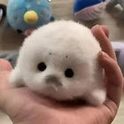 Cute Baby Seal Plush Toys, 12cm Realistic White Ocean Animal Stuffed